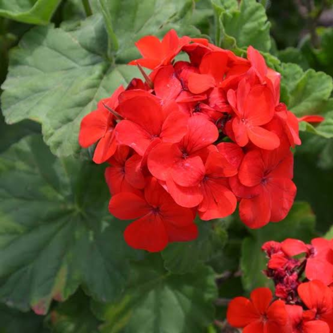 Geranium Fragrance
